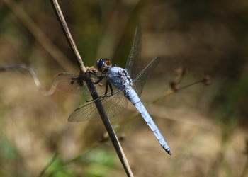 Südlicher Blaupfeil (Orthetrum brunneum) - © Emanuel Trummer
